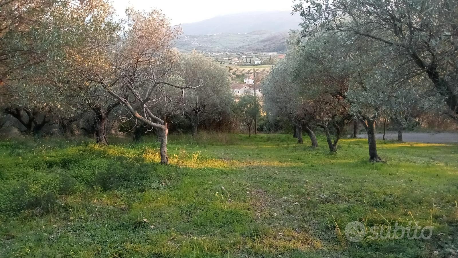 Terreno di ulivo - Vista 3