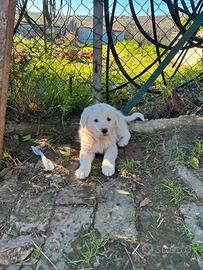 Cucciolo pastore abruzzese