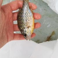 Persico sole pesci per laghetto o acquario