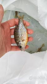 Persico sole pesci per laghetto o acquario