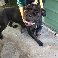 Nikka 6 anni femmina cane corso