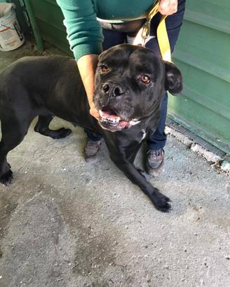 Nikka 6 anni femmina cane corso