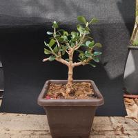 bonsai di ulivo 10/25