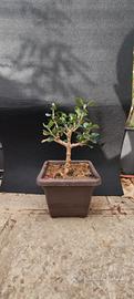bonsai di ulivo 10/25