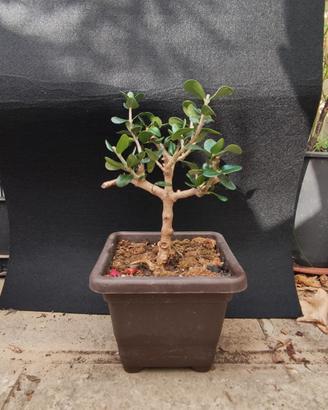 bonsai di ulivo 10/25