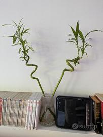 pianta 