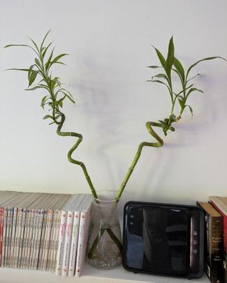 pianta 