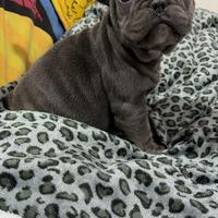 Cuccioli di bulldog francese