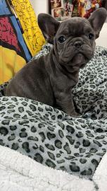 Cuccioli di bulldog francese