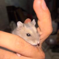 No una gabbia ma una famiglia