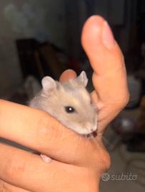 No una gabbia ma una famiglia