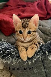 Cuccioli gatto bengala