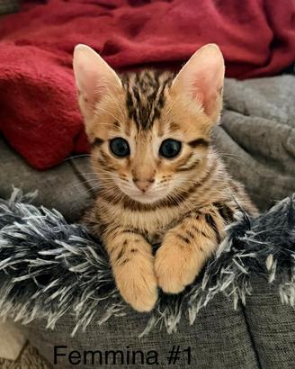 Cuccioli gatto bengala