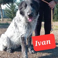 Ivan pastore dell Asia