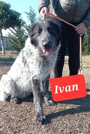 Ivan pastore dell Asia