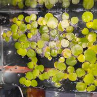 Piantine acquario Limnobium laevigatum