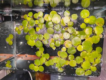 Piantine acquario Limnobium laevigatum