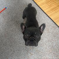 Bulldog Francese