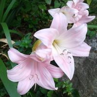 Giglio della Sardegna