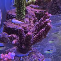 Coralli sps acquario marino