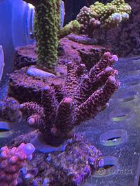 Coralli sps acquario marino