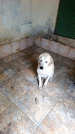 Mix labrador in canile