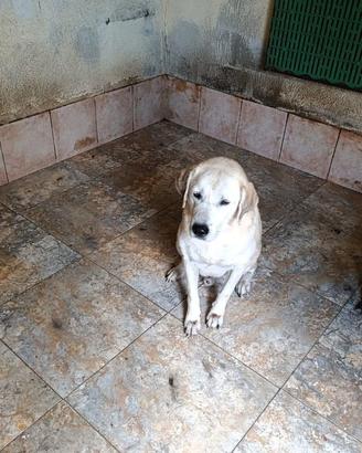 Mix labrador in canile