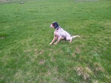 Setter inglese caccia