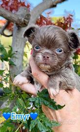 Chihuahua pelo lungo lilac con bianco