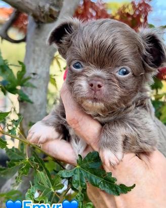 Chihuahua pelo lungo lilac con bianco