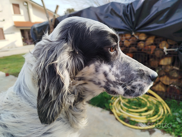 Cucciola di SETTER INGLESE