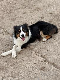 Border collie