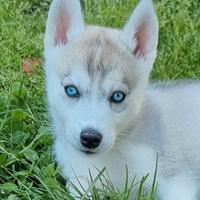 Husky
