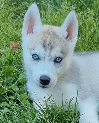Husky