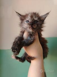 Maine coon con pedigree