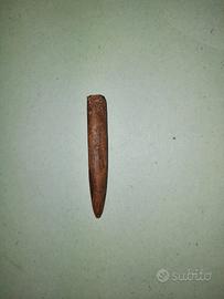 Rostro di belemnite - fossile
