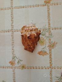 conchiglia marina provenienza capo verde