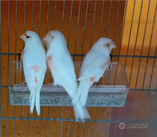 Canarini mosaici rossi