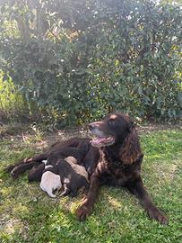 Spaniel Tedesco cuccioli