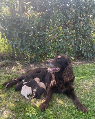 Spaniel Tedesco cuccioli