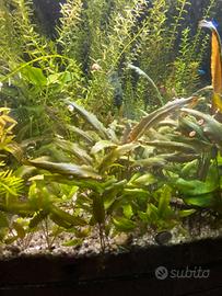 Piante acquario