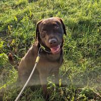 Labrador femmina adulta