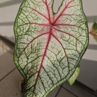 Caladium White Queen H 45cm. Piante tropicali