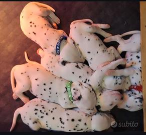 Cuccioli di Dalmata 