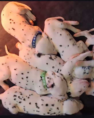 Cuccioli di Dalmata 