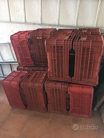 63 cassette per orto frutta olive