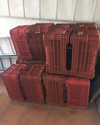 12 cassette per orto frutta olive