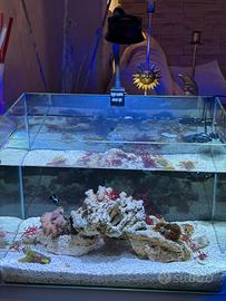 Acquario marino/ nano reef