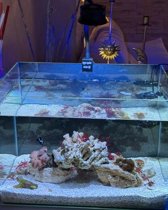 Acquario marino/ nano reef