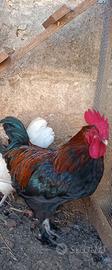 Gallo Marans 10 mesi riproduttore
